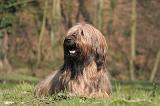 BRIARD 084